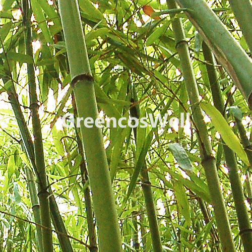 대나무 추출수 (Bambusa arundinacea stem extract)