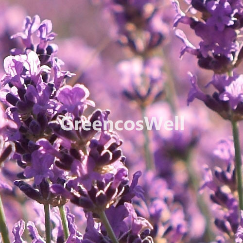 Lavender Bulgarian / 라벤더불가리아 / E.O