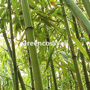 대나무 추출수 (Bambusa arundinacea stem extract)