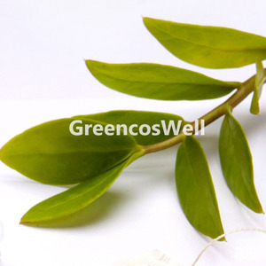 녹차씨유(Green tea seed oil)